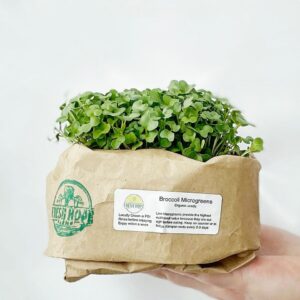 Package of live Broccoli microgreens