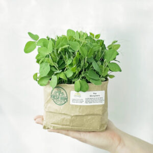 Package of live Pea microgreens