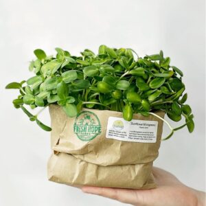 Package of sunflower live microgreens